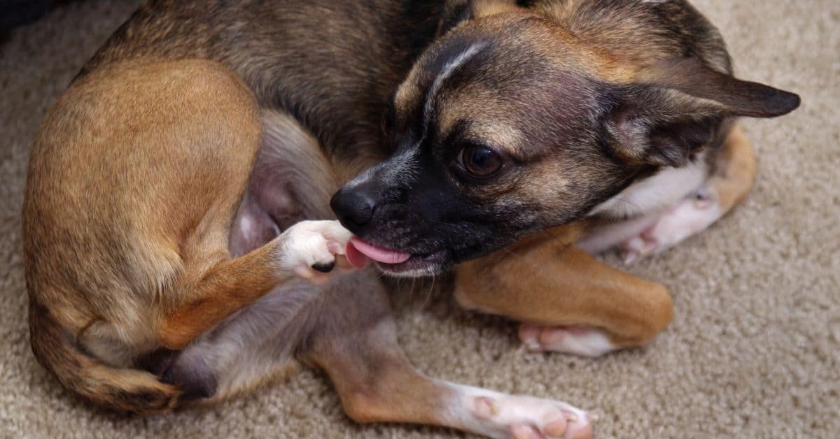 How To Stop Dog From Licking Paws