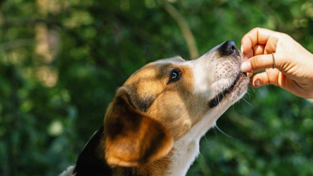 beagle dog gets a treat