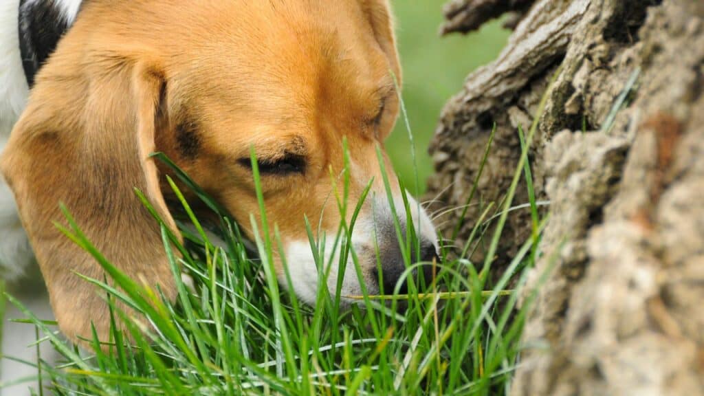 beagle dog sniffing on grass and tree