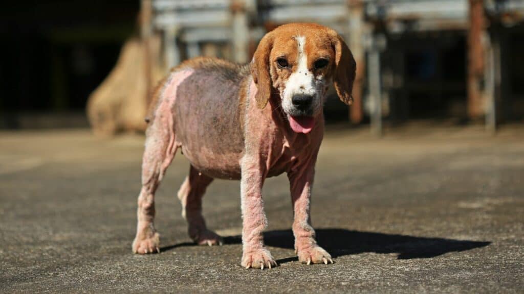 beagle dog with mange standing on the street