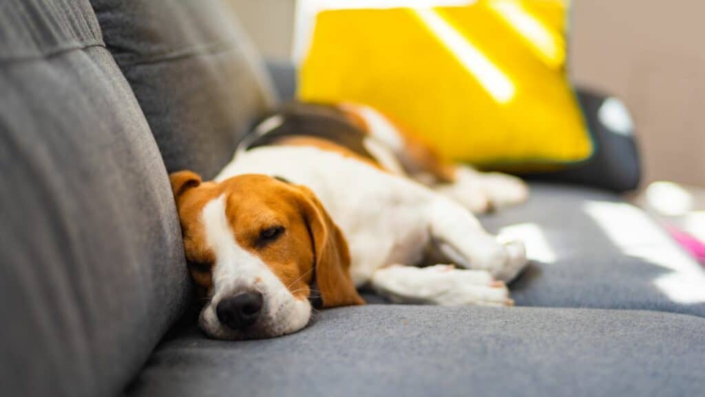 beagle on grey couch