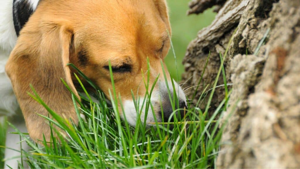 beagle sniffle on a tree