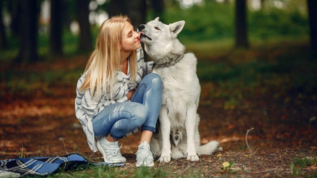 big white dog licking womans nose