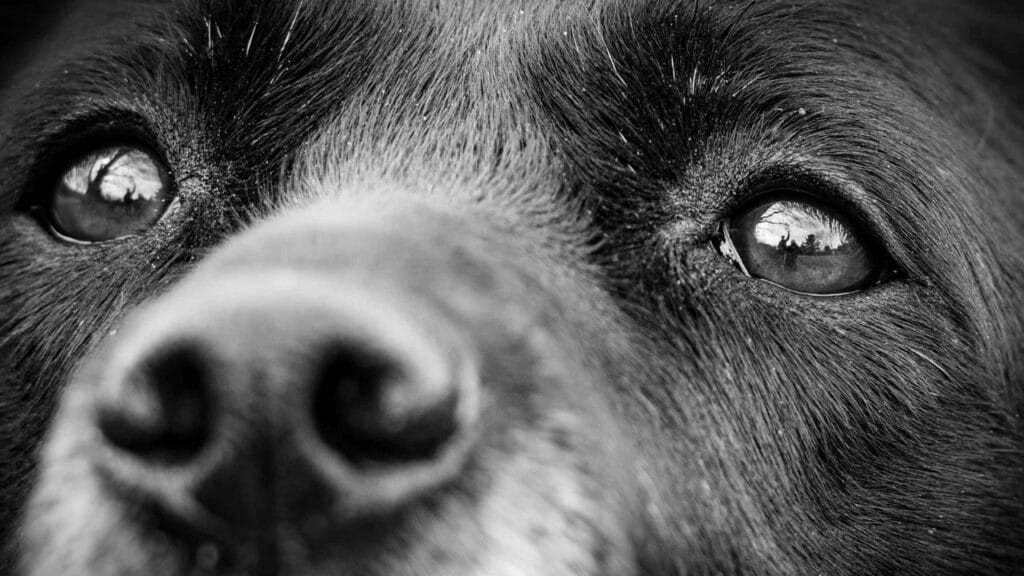 black dog eyes from near