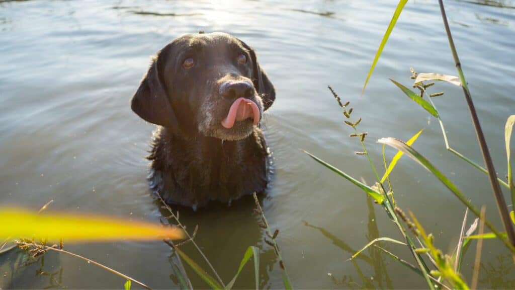 black dog in water licking his lips