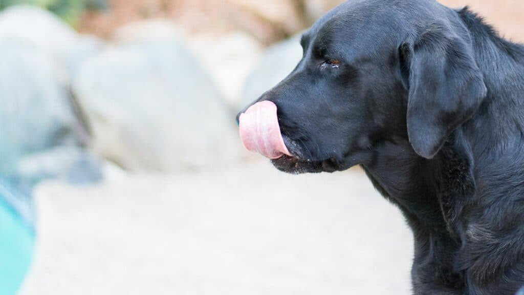 black dog licking his lips