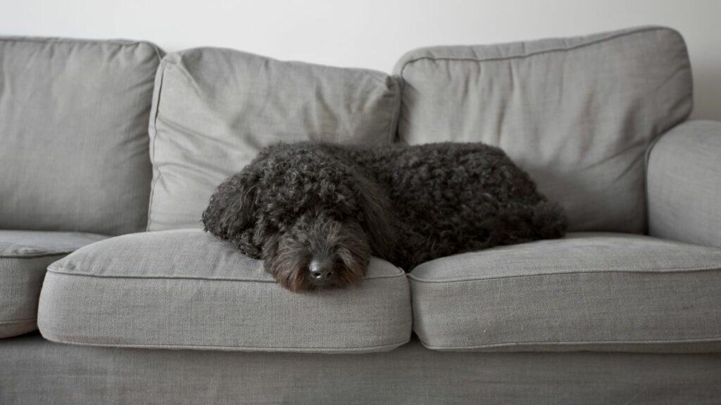 black dog on grey couch