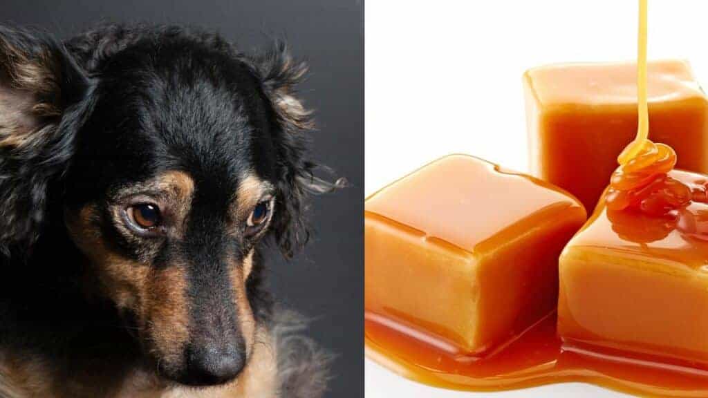 black dog on left side caramel on right side