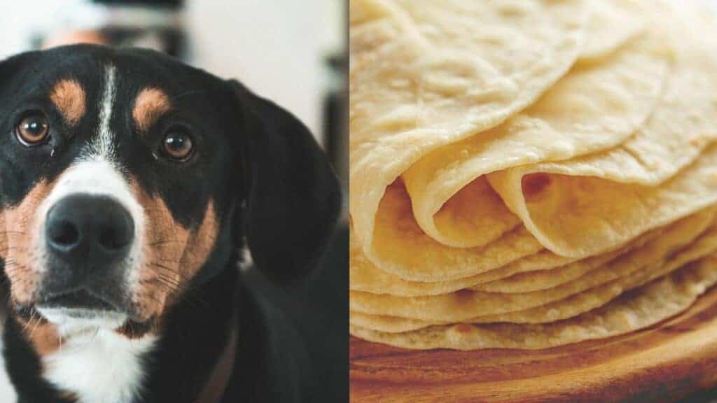 black dog on the left side with tortillas on the right side