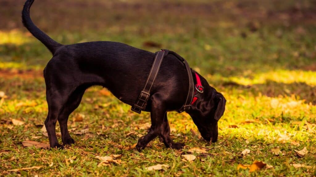 black little dog walking and sniffing on grass