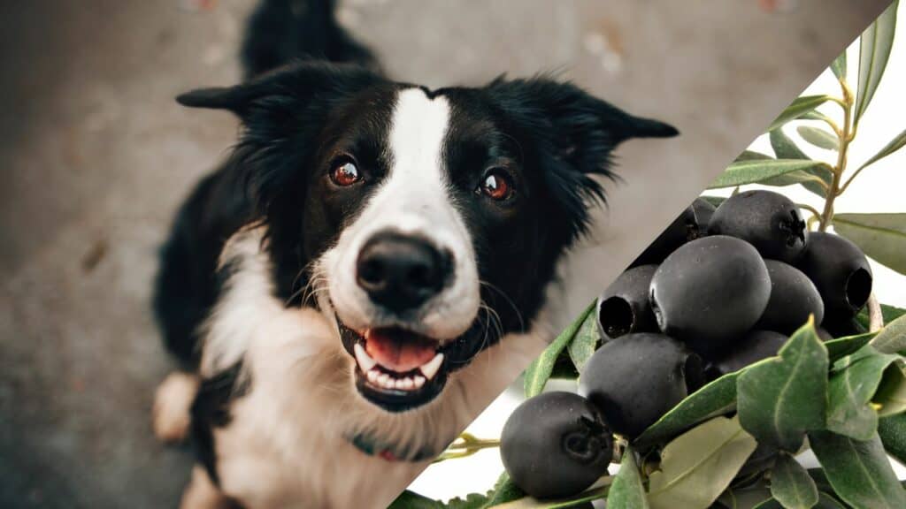 black white dog and black olives on the right