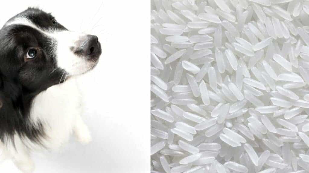 black white dog on the left side jasmine rice on the right