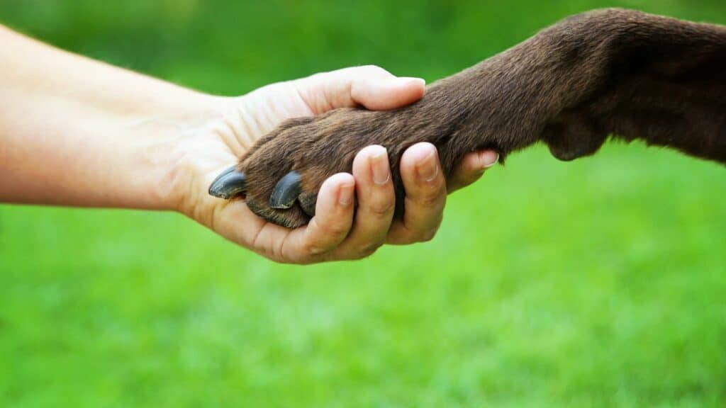 brown dog gives paw in human hand
