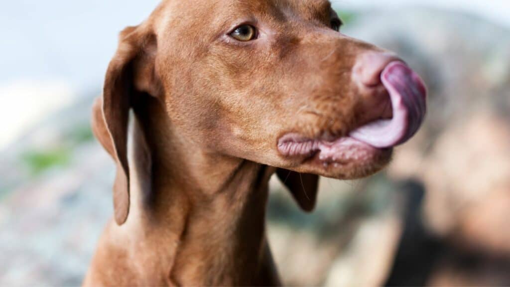 brown dog licking his lips