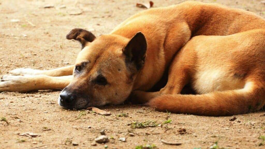 brown dog lying on the floor looking sad