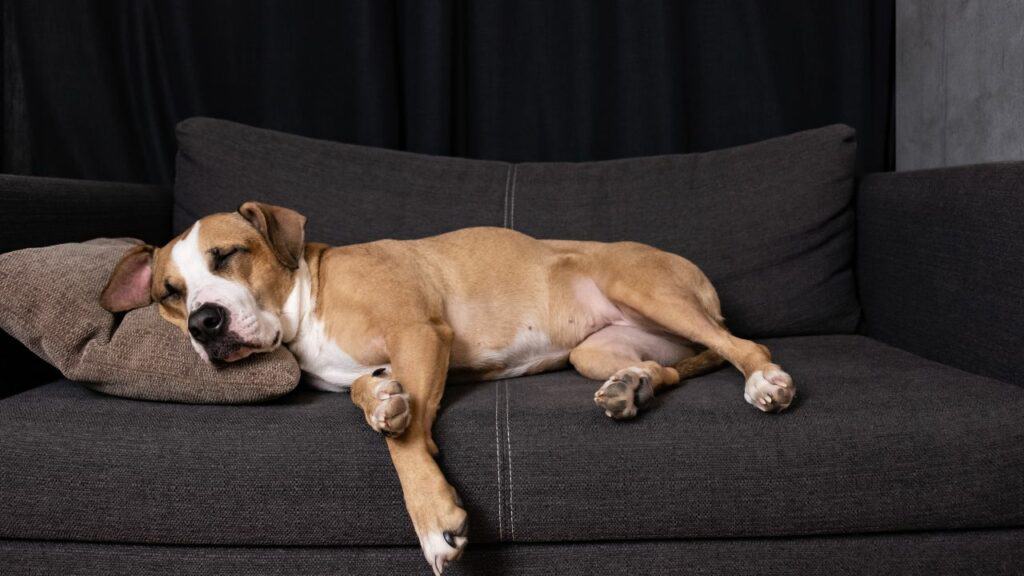 brown dog on dark grey couch