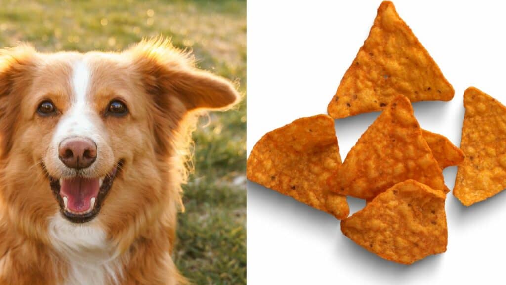brown dog on left side doritos on right side