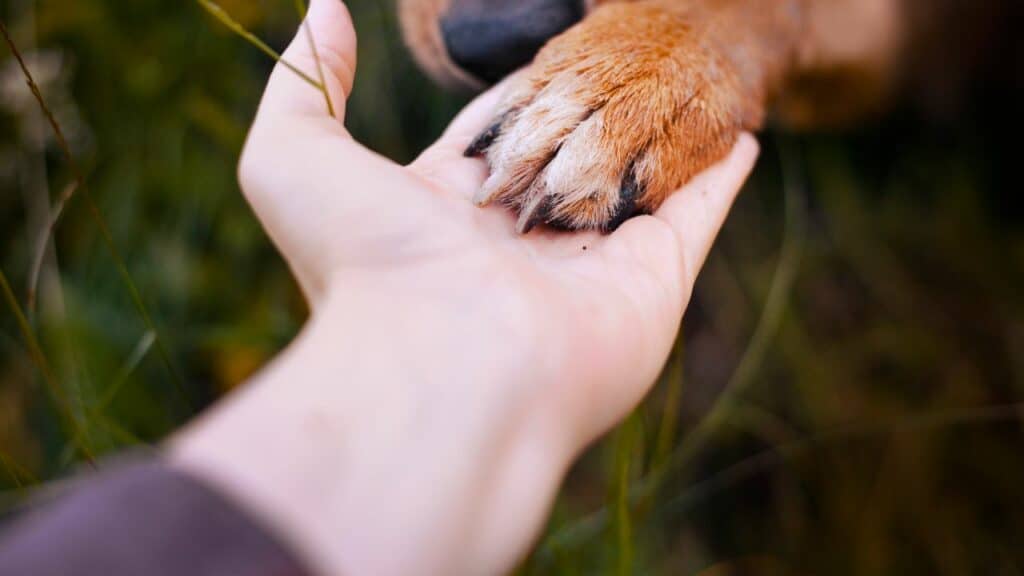 brown dog paw in human hand