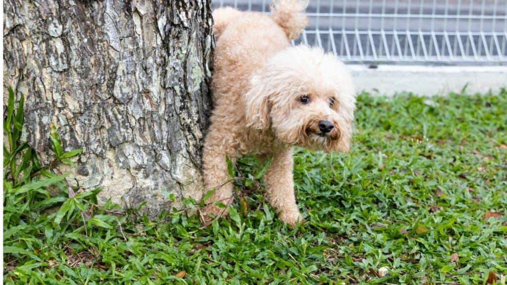 brown puppy peeing on a tree
