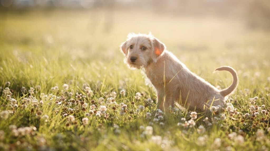 brown puppy peeing on grass