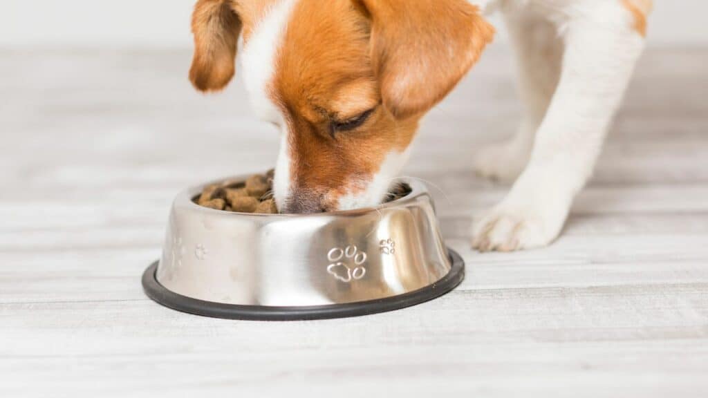 brown white dog eating from his food bowl