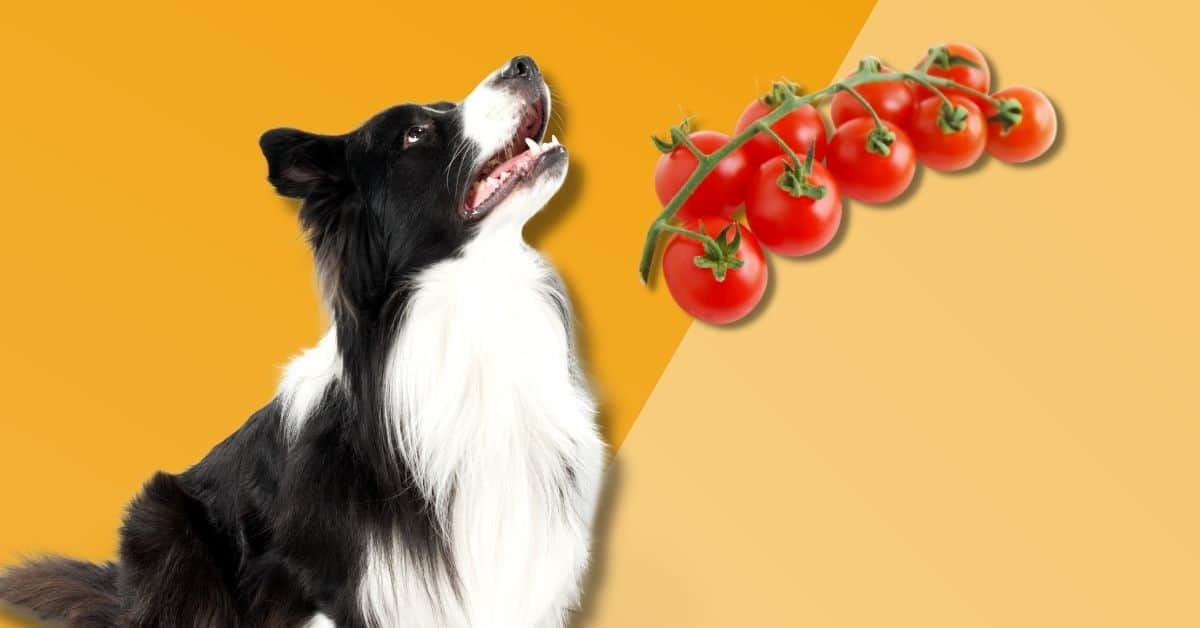can dogs eat cherry tomatoes