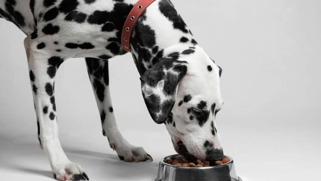 dalmatian dog eating