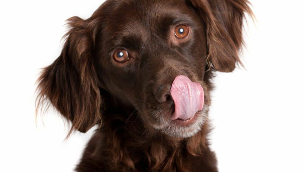 dark brown dog licking his mouth