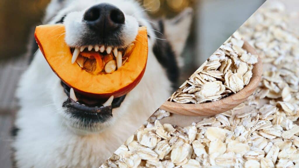 dog eating pumpkin and oats