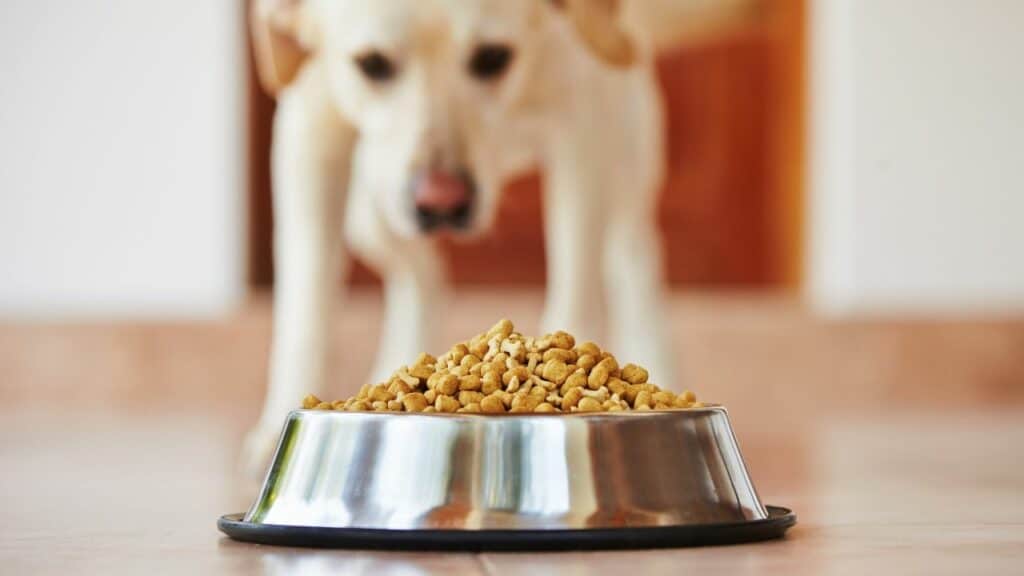dog food bowl from near with dog in background
