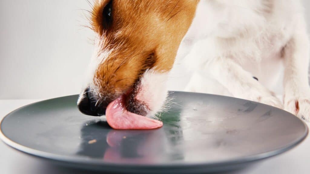 dog licking human plate