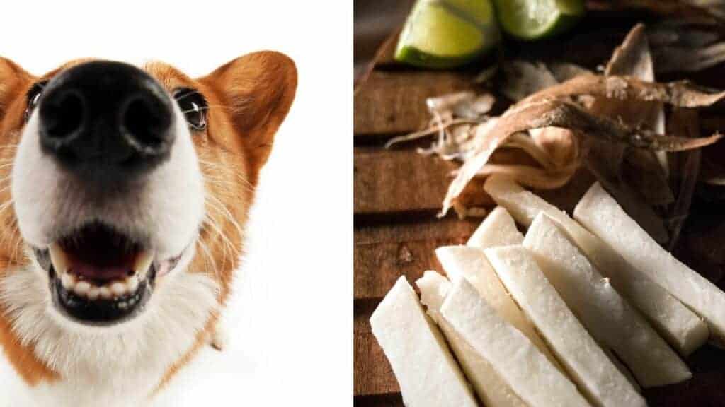 dog mouth on left side jicama sticks on right side