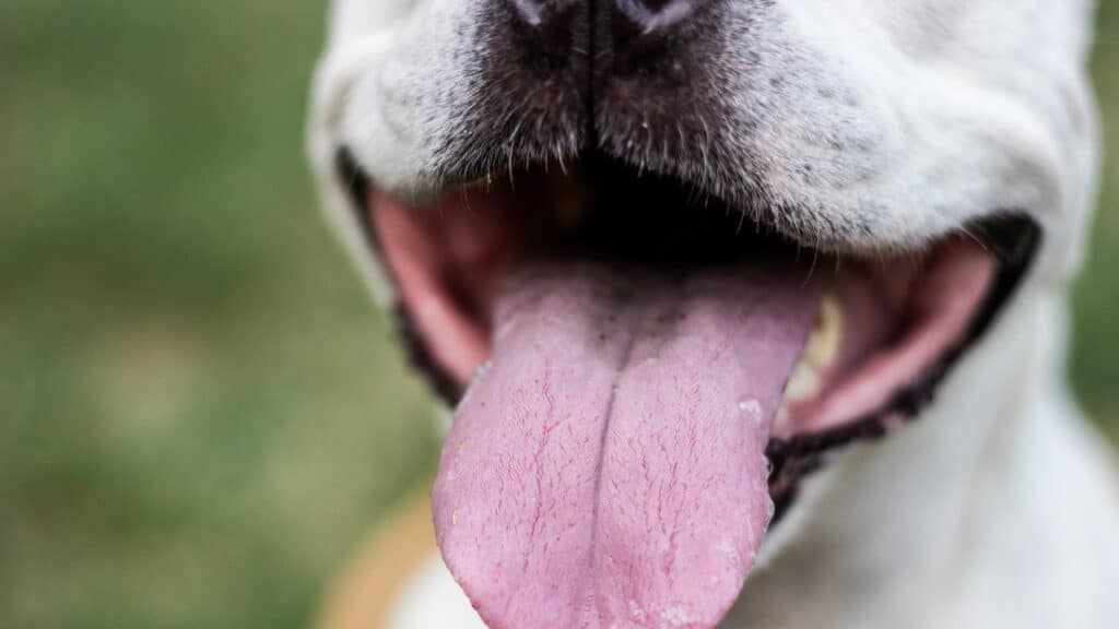dog mouth open with tongue