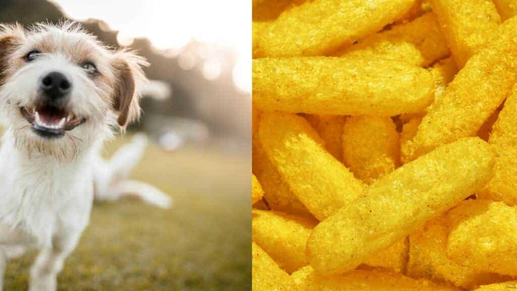 white dog on left side bowl of Cheetos on right side
