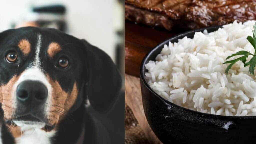 dog on left side of the image jasmine rice on the right