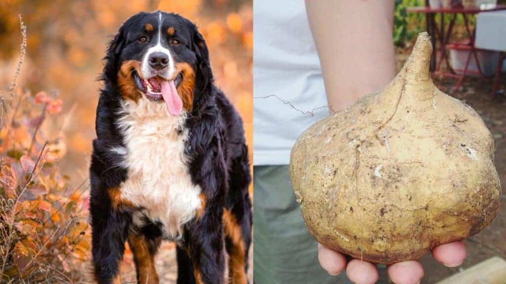 dog on left side of the image jicama on the right side