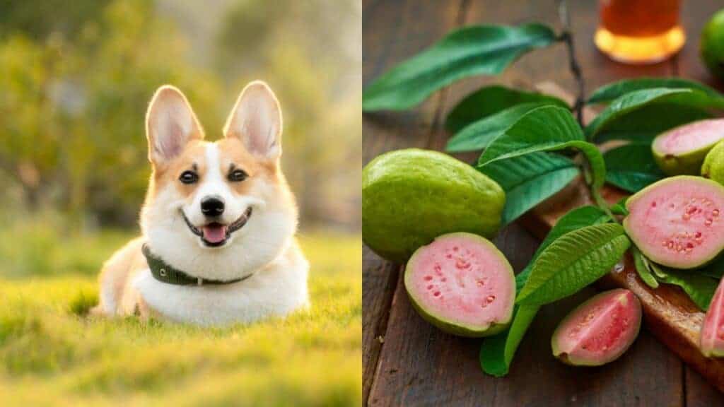 dog on the left side guavas on the right side