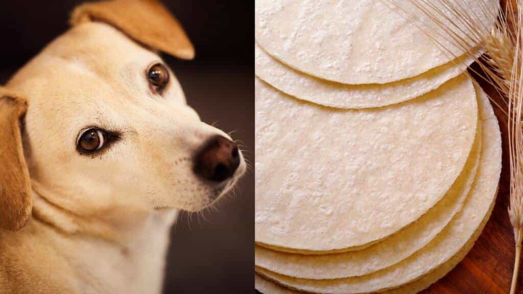 dog on the left side with tortillas on the right side