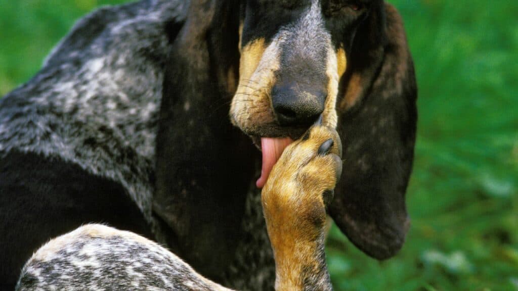dog with long ears licking his paw