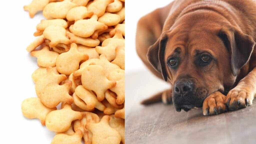 goldfish cracker on left side brown dog on right side
