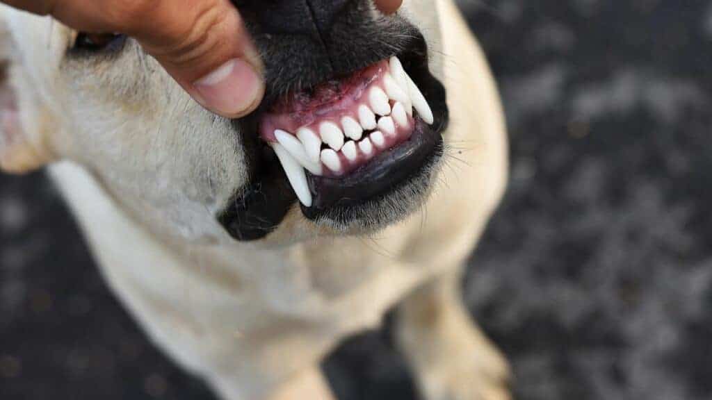 hand opens dogs mouth showing teeth