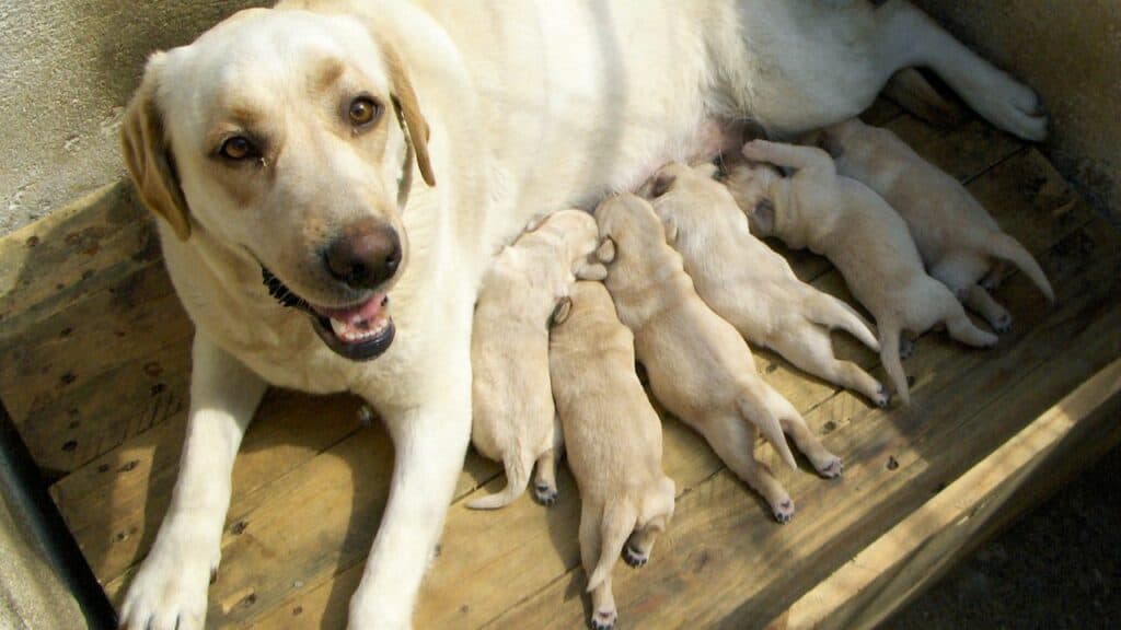 labrador mum feeding 6 puppies