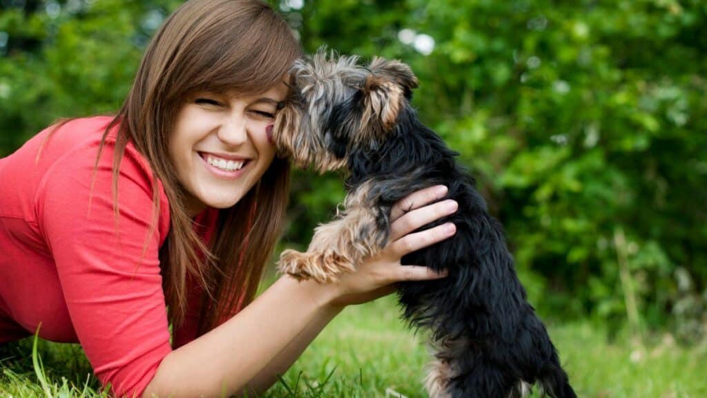 little brown black dog licking woman face