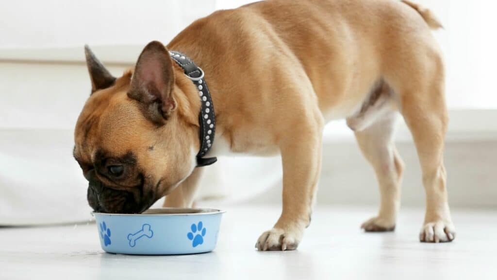 little brown dog eating from his blue food bowl