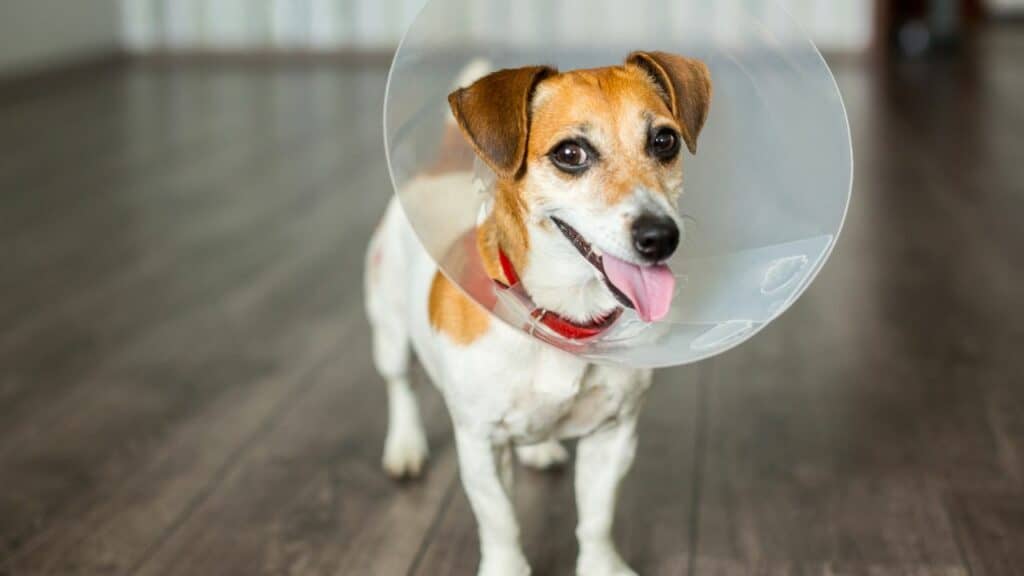 little dog looking happy with cone