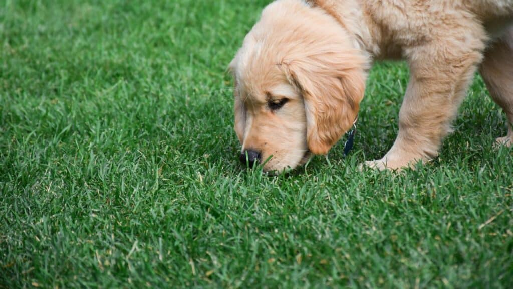 little labrador sniffing on grass