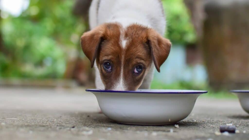 little puppy eating from a food bowl