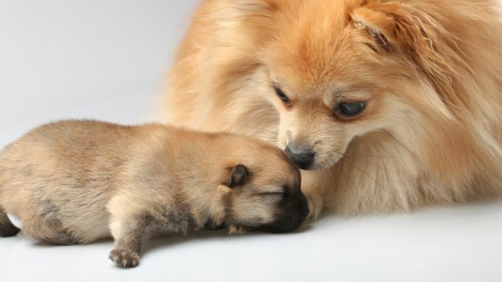 mum dog with one puppy