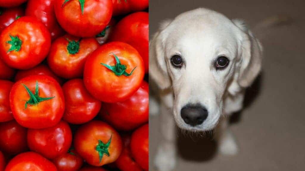 red cherry tomatoes on the left side white dog on the right side