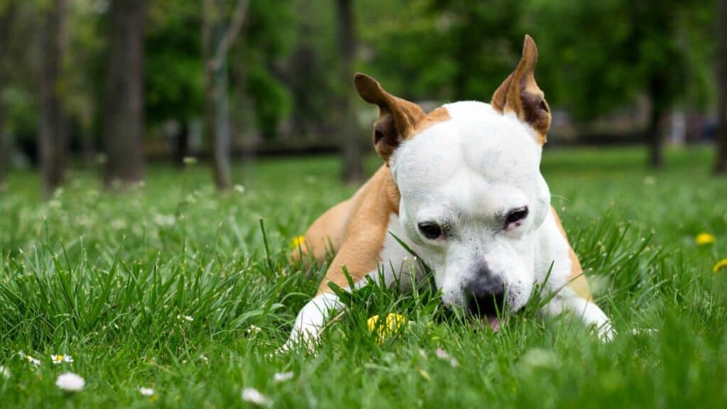 white brown bulldog lying in grass